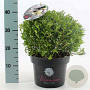 Rhododendron Bloombux 30-40 cm 5,0L bol
