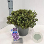 Rhododendron calostrotum keleticum 20-25 cm 5,0L