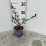 Salix repens nitida 30-40 cm C1.3
