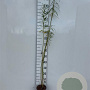 Salix viminalis 80-100 cm 2,0L