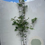 Sorbus aucuparia 200-225 cm 5,0L