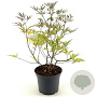 Vitex agnus-castus 'Silver Spire' 35-40 cm 3,0L