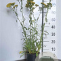 Achillea 'Terracotta' GM 2,0L