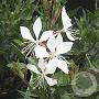 Gaura l. 'White Dove' GM P9
