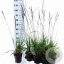 Molinia arund. 'Skyracer' 40-70 cm 2,0L