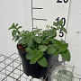 Nepeta faassenii 'Six Hills Giant' GM 2,0L
