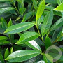 Prunus l. 'Caucasica' 12-14 cm 30L 150 cm stam lei 150x150