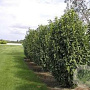 Prunus l. 'Mariblon' 10-12 cm container 160 cm stam lei 150x120