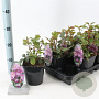 Rosa (F) Blue for You 10-15 cm C1.5