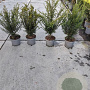 Taxus baccata 60-70 cm 5,0L