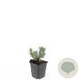 Lavandula ang. 'Arctic Snow' GM P9