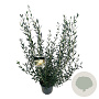 Phillyrea angustifolia 60-80 cm 6L
