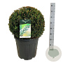 Taxus b. 'Höpken's Gigant' 45-50 cm 30L bol