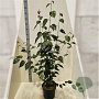 Betula utilis 'Doorenbos' 100-125 cm 10L meerstammig