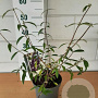 Buddleja d. 'Black Knight' GM C3