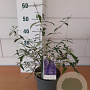 Buddleja d. 'Empire Blue' GM C3