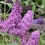 Buddleja d. Flutterby Pink GM 2,0L leverbaar