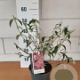 Buddleja d. 'Pink Delight' GM C3