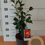 Camellia j. 'Dr King' GM C3