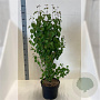 Cercidiphyllum japonicum 150-175 cm 10L meerstammig