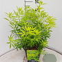 Choisya Goldfingers GM 2,0L leverbaar