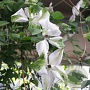 Clematis 'Alba Luxurians' 80 cm rozenpot 2L