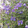 Clematis 'Eriostemon' 80 cm rozenpot 2L