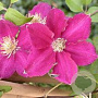 Clematis 'Ernest Markham' 80 cm rozenpot 2L