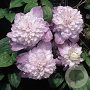 Clematis 'Veronica's Choice' 80 cm rozenpot 2L