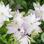 Clematis 'Violet Elizabeth' 80 cm rozenpot 2L
