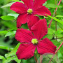 Clematis 'Vitiwester' 80 cm rozenpot 2L