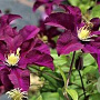 Clematis 'Warszawska Nike' 80 cm rozenpot 2L