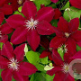 Clematis 'Westerplatte' 80 cm rozenpot 2L
