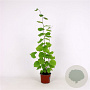 Corylus avellana 60-80 cm 5,0L struik