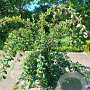 Cotoneaster lacteus 60 cm stam 5,0L
