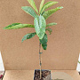 Eriobotrya japonica 50-80 cm 5,0L