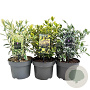 Euonymus Gemengd 30-40 cm 5,0L