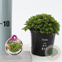 Hebe 'Prostrata' 10-15 cm C1