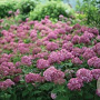 Hydrangea a. Bellaragazza Mauvette GM 3,0L leverbaar