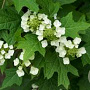 Hydrangea quercifolia 80-100 cm 12L kegel