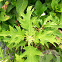 Hydrangea querc. Ice Crystal 80-100 cm 12L kegel