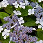 Hydrangea s. 'Bluebird' GM 3,0L leverbaar