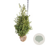 Ilex aq. 'Alaska' 125-150 cm met kluit extra