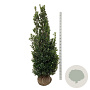 Ilex meserv. 'Heckenstar' 200-225 cm met kluit extra