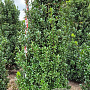 Ilex meserv. 'Heckenstar' 225 cm draadkluit extra