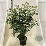 Koelreuteria paniculata 100-125 cm 10L meerstammig