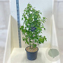 Liquidambar styraciflua 150-175 cm 20L meerstammig