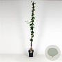 Lonicera per. 'Belgica Select' 150-175 cm 5,0L
