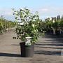 Philadelphus 'Minnesota Snowflake' 80-100 cm 10L