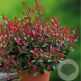 Photinia fraseri 'Little Red Robin' GM 3,0L leverbaar